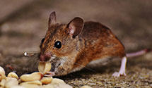 24 Hour & Emergency Exterminators in Whitesboro, NJ